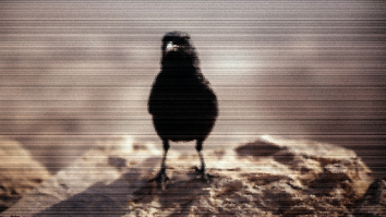 Another ‘Glitch In The Matrix’ Has Occurred As A Bird Is Filmed Motionless In Mid-Air
