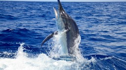 Pilot Whales Engulf 300+ Pound Marlin In Fiji As Fisherman Films Rare Encounter