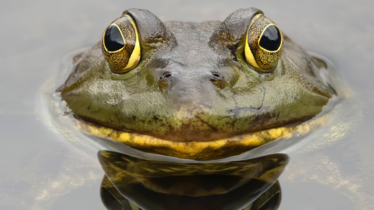bullfrog close up