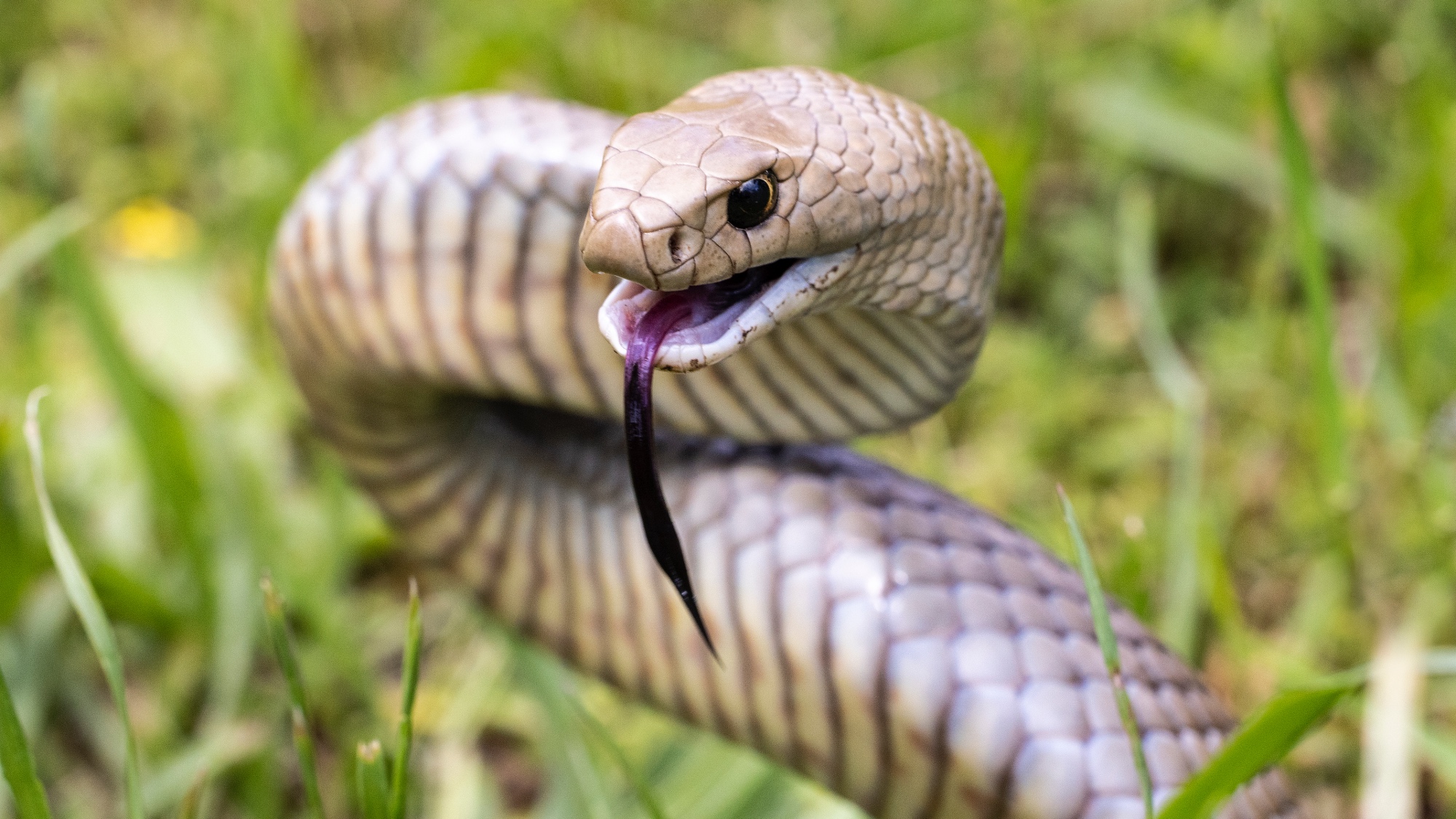 Eastern Brown snake highly venomous 