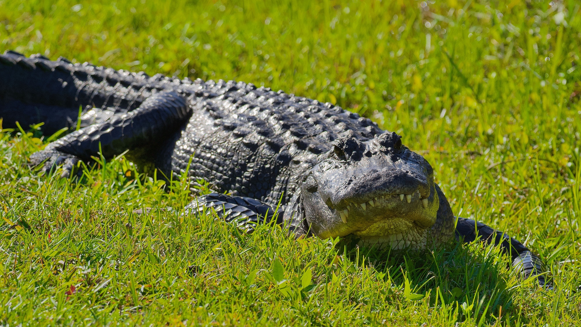 alligator on the grass