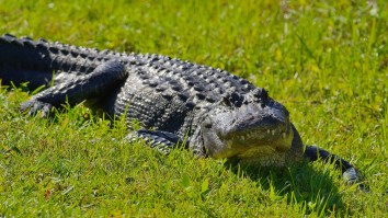 Florida Lacrosse Team Stunned By Alligator Crashing Practice