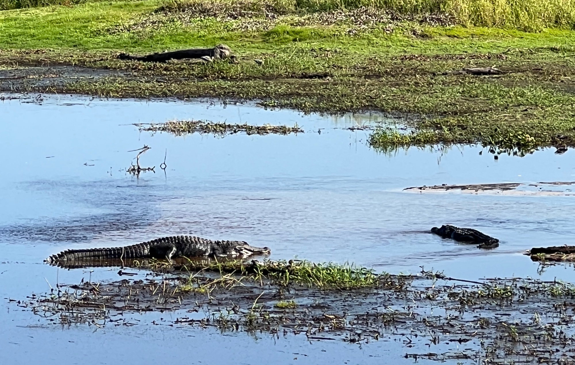 Alligators sun bathing in Myakka River State Park Florida