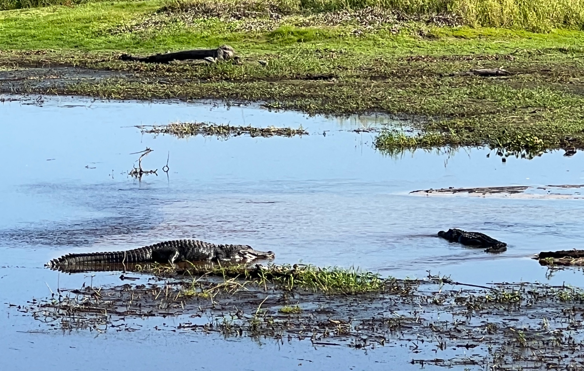 Alligators sun bathing in Myakka River State Park Florida 