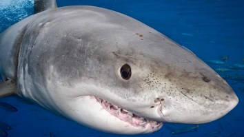 Fishermen Land First-Ever Great White Shark Caught From A Beach In Alabama
