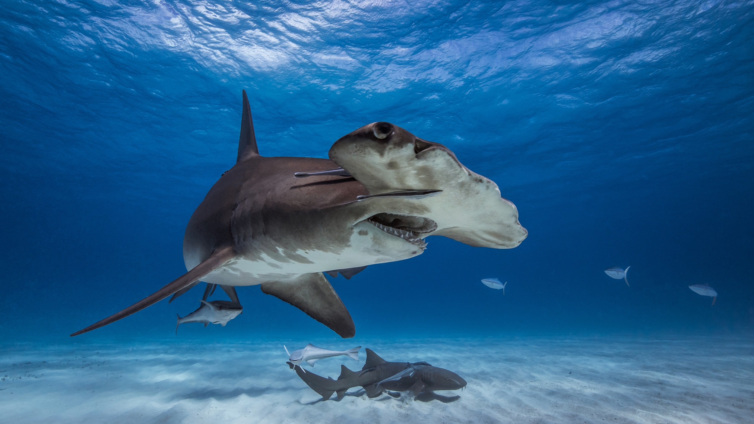 Hammerhead shark up close