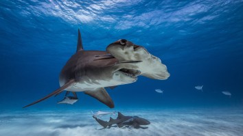 Hammerhead Vs Blacktip Shark: Fisherman Capture Stunning Footage Of Two Sharks Battling It Out
