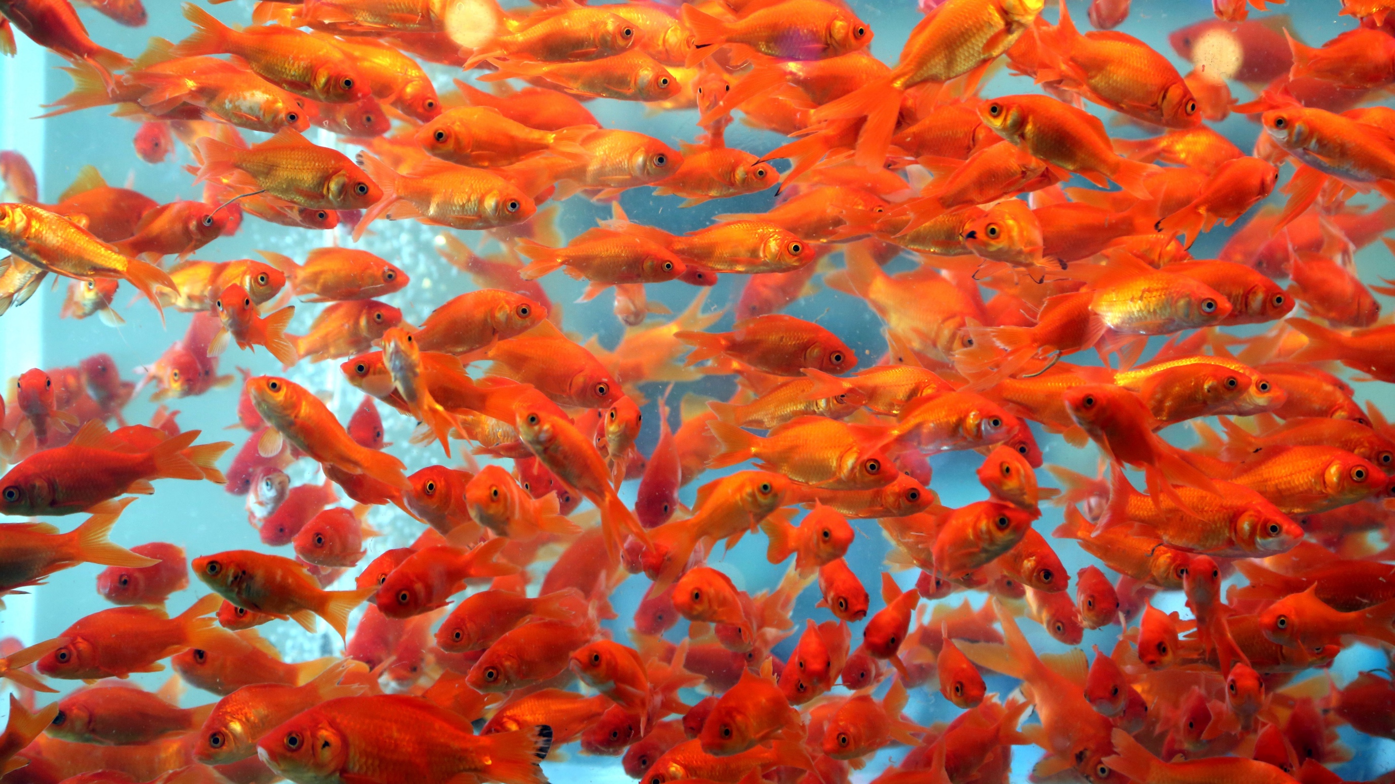 hundreds of goldfish
