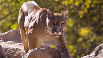 Man Attacked By Mountain Lion After Being Ambushed In Hot Tub During Colorado Vacation