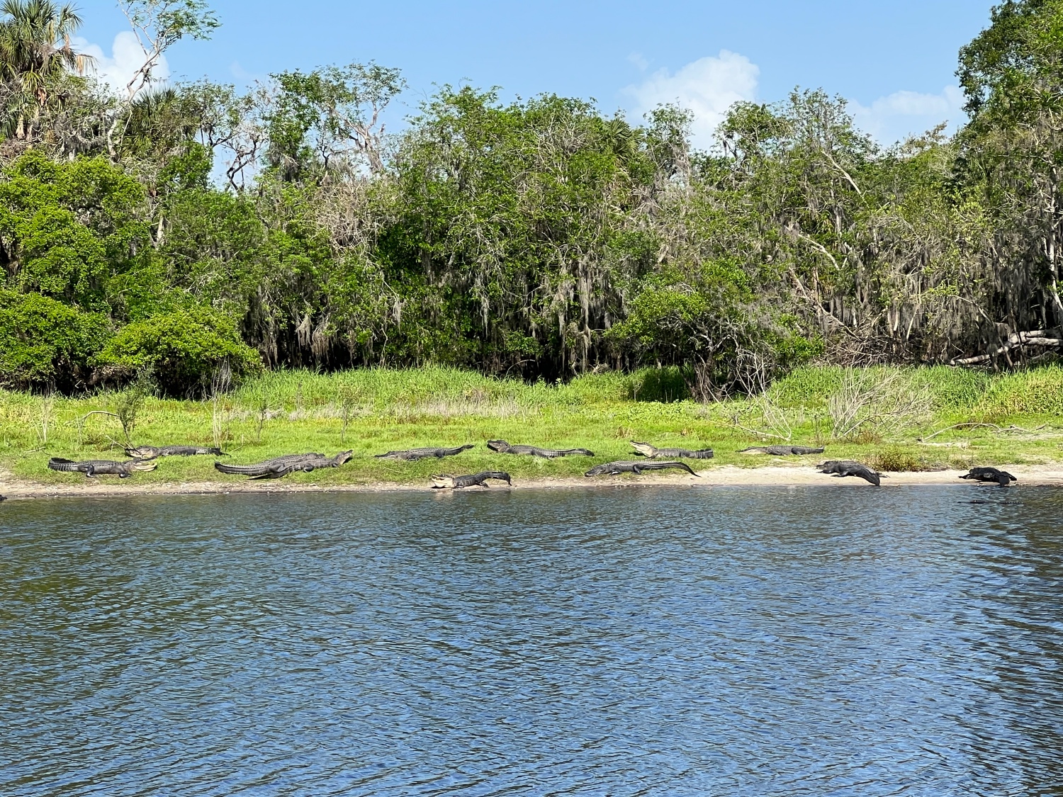 Alligators sun bathing in Myakka River State Park Florida