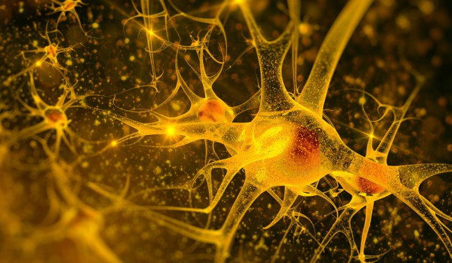 neurons mini brain biocomputer