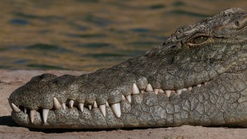 Crocodile Crashes Picnic, Steals A Cooler Full Of Beer, And Fights Another Croc Who Tries To Take It