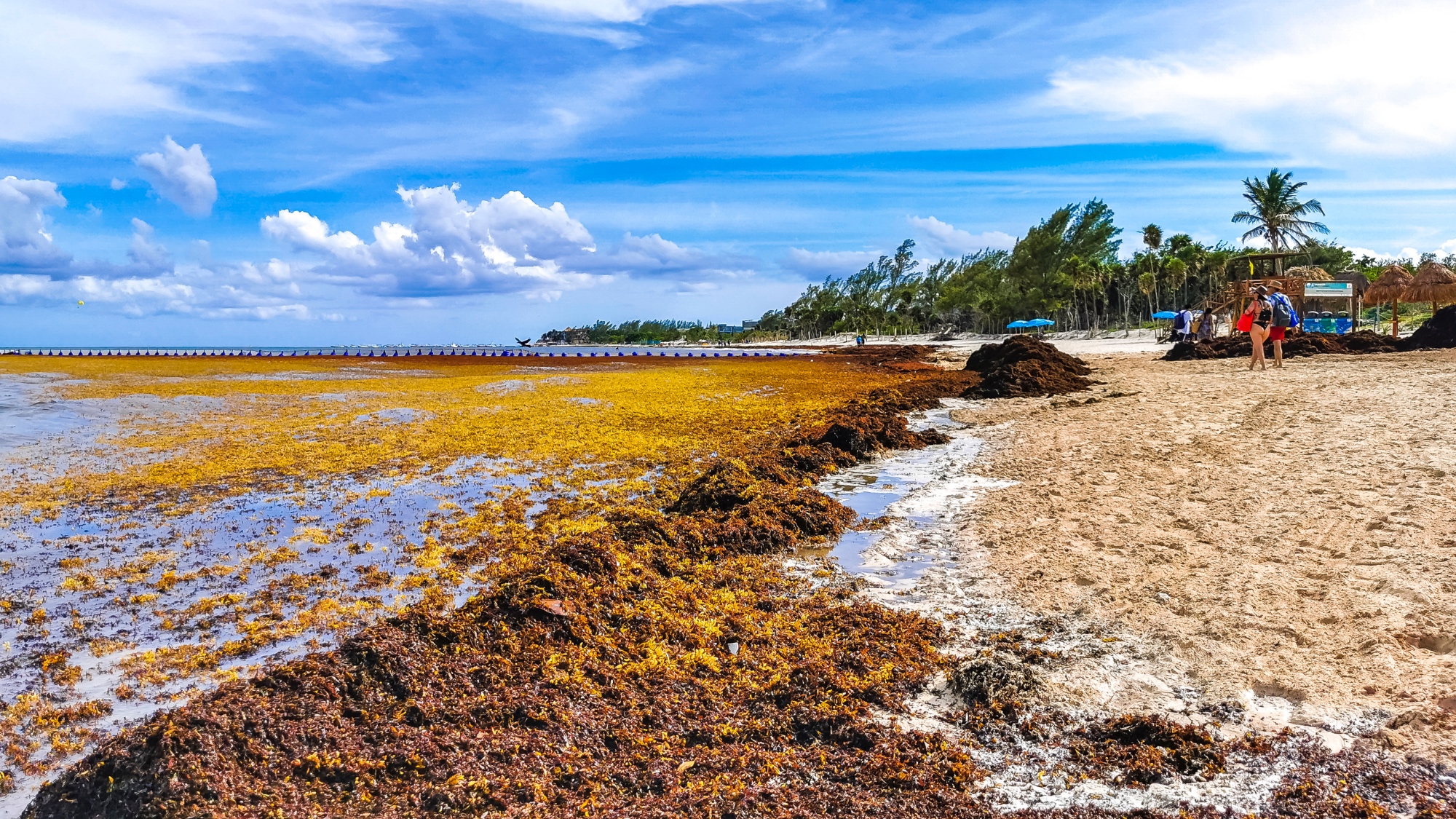 sargassum seaweed on the beach