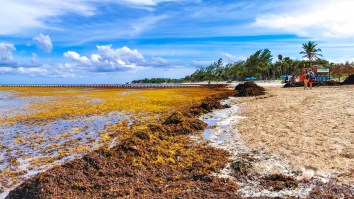 One Of The Largest Seaweed Blooms Ever Recorded Could Be Headed For Florida