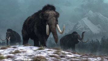 Scientists Create Woolly Mammoth Meatball From Resurrected Flesh But They’re Too Chicken To Taste It