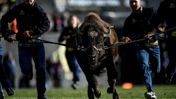 Deion Sanders Gets Visibly Intimidated Meeting Colorado’s Ralphie The Buffalo
