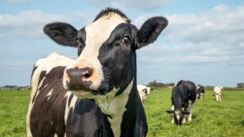 Surgically Mutilated Cows Found In Texas Spark Alien Theories