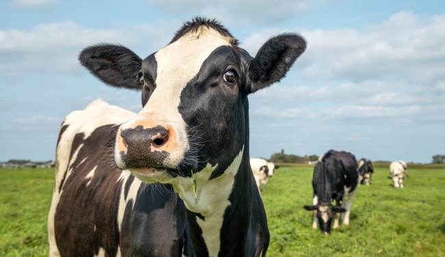 cows in field dead mutilated aliens