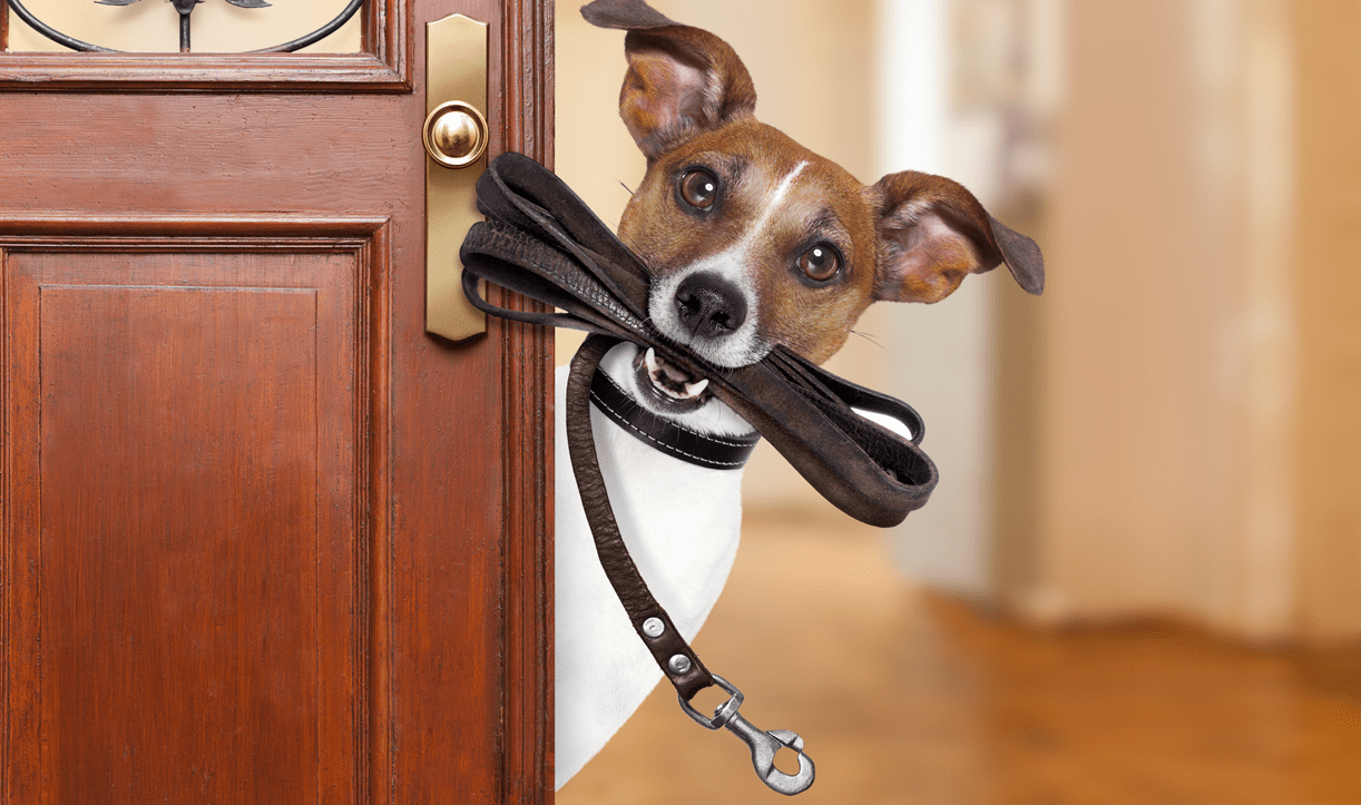 Walking A Leashed Dog Can Lead To Traumatic Brain Injury Study