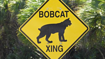 Driver Captures Footage Of A Big Bobcat Stalking An Alligator Crossing The Street