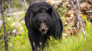 Black Bear Caught On Camera Breaking Into A Jeep And Downing 69 Cans Of Soda