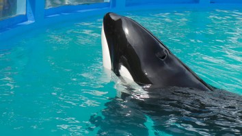 NFL Owner Steps Up To Help Free An Orca That’s Spent More Than 50 Years At Miami Aquarium