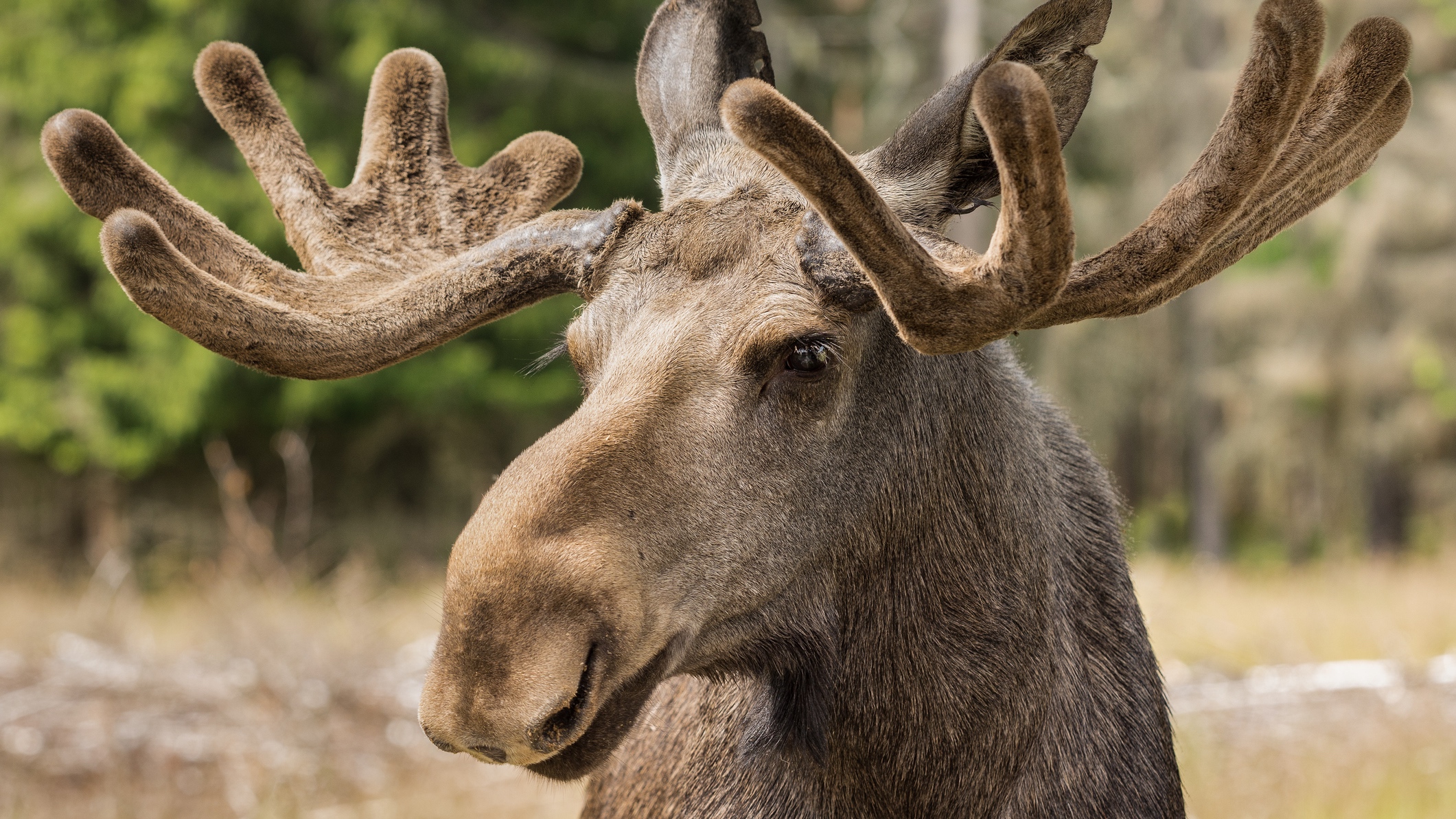 Alaskan moose up close