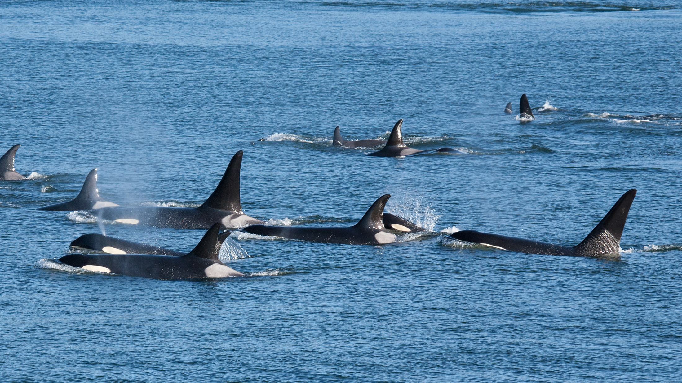 pod of Killer Whales orcas