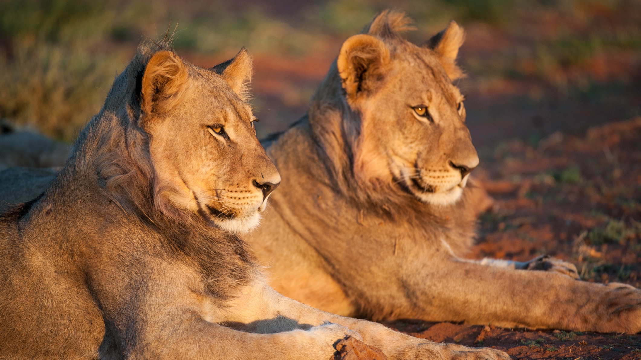 two African lions