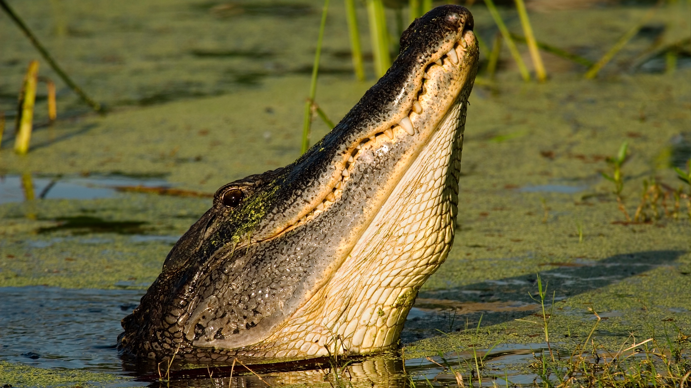 alligator mating call display