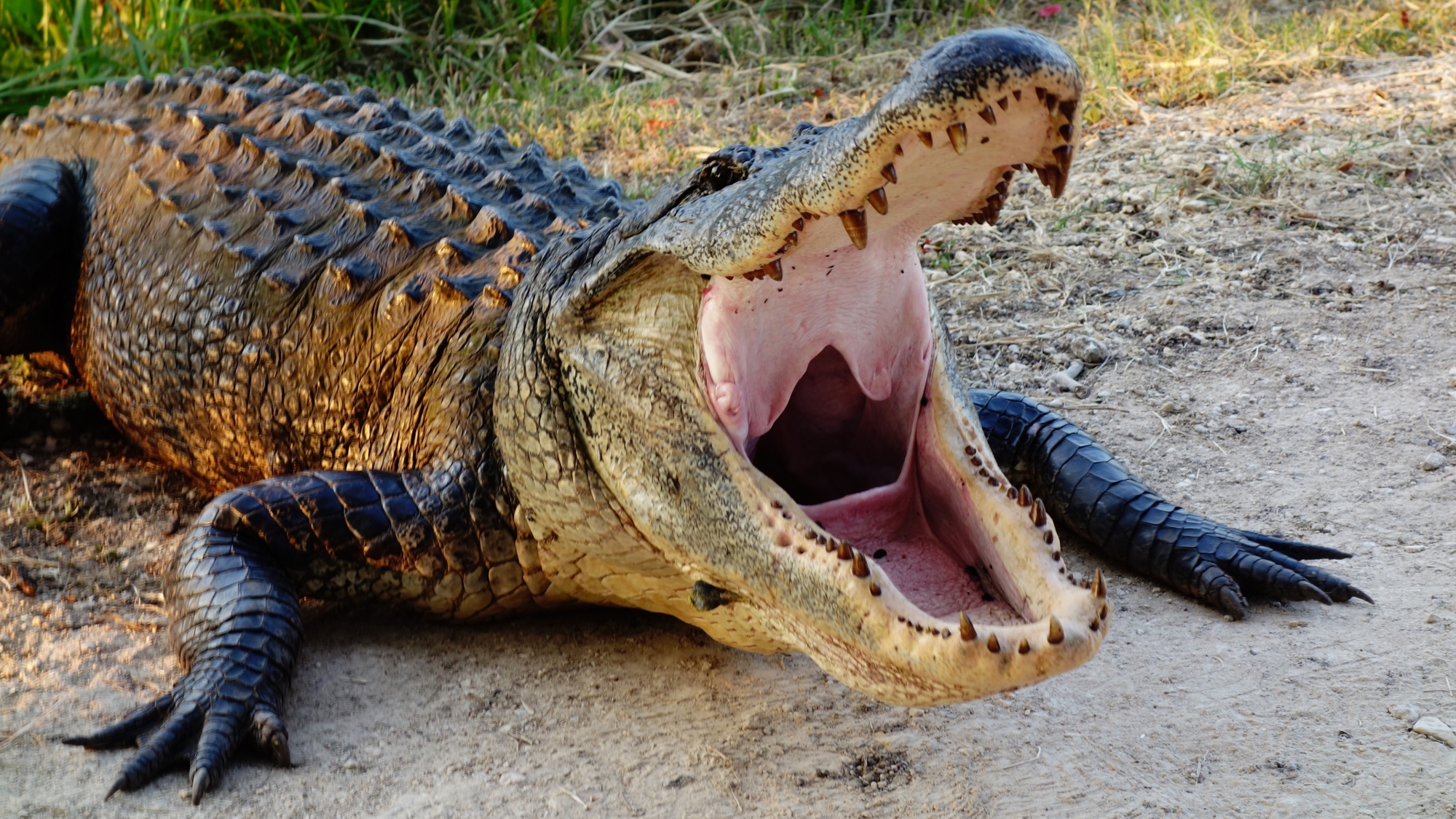 alligator with its mouth open