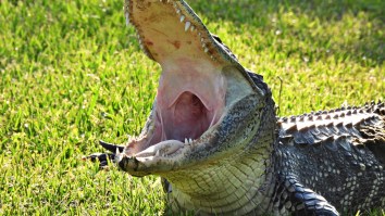 Homeowner Finds 9ft Alligator Locked Inside Fenced-In Backyard And Officers Save The Day
