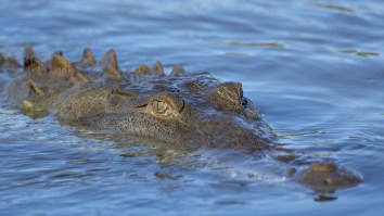 Rare Florida Crocodile Spotted Hundreds Of Miles Away From The Everglades