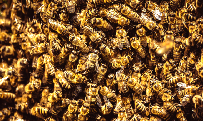 bees swarm million released truck crash florida