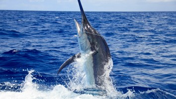 Hawaiian Team Wins Blue Marlin World Cup With Massive 834-Pound Fish Worth A Lot Of Money