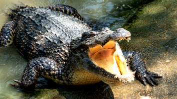Trail Guide Dragged Underwater By Crocodile Fights It Off, Lives To Tell The Wild Tale