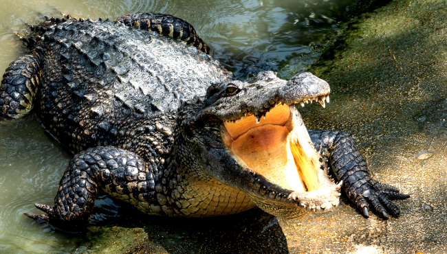 crocodile in swamp - trail guide attack