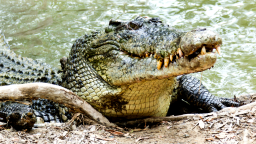 Man Survives Crocodile Attack After Prying The Monster’s Jaws Off His Head