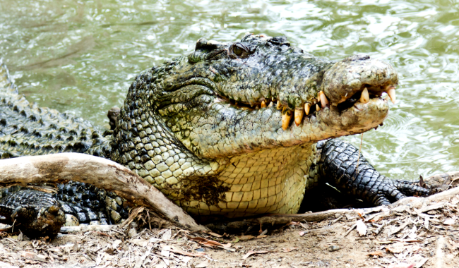 crocodile in water - man survives attack jaws