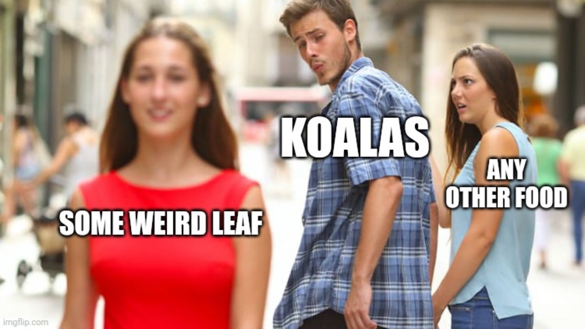 funny meme about koalas