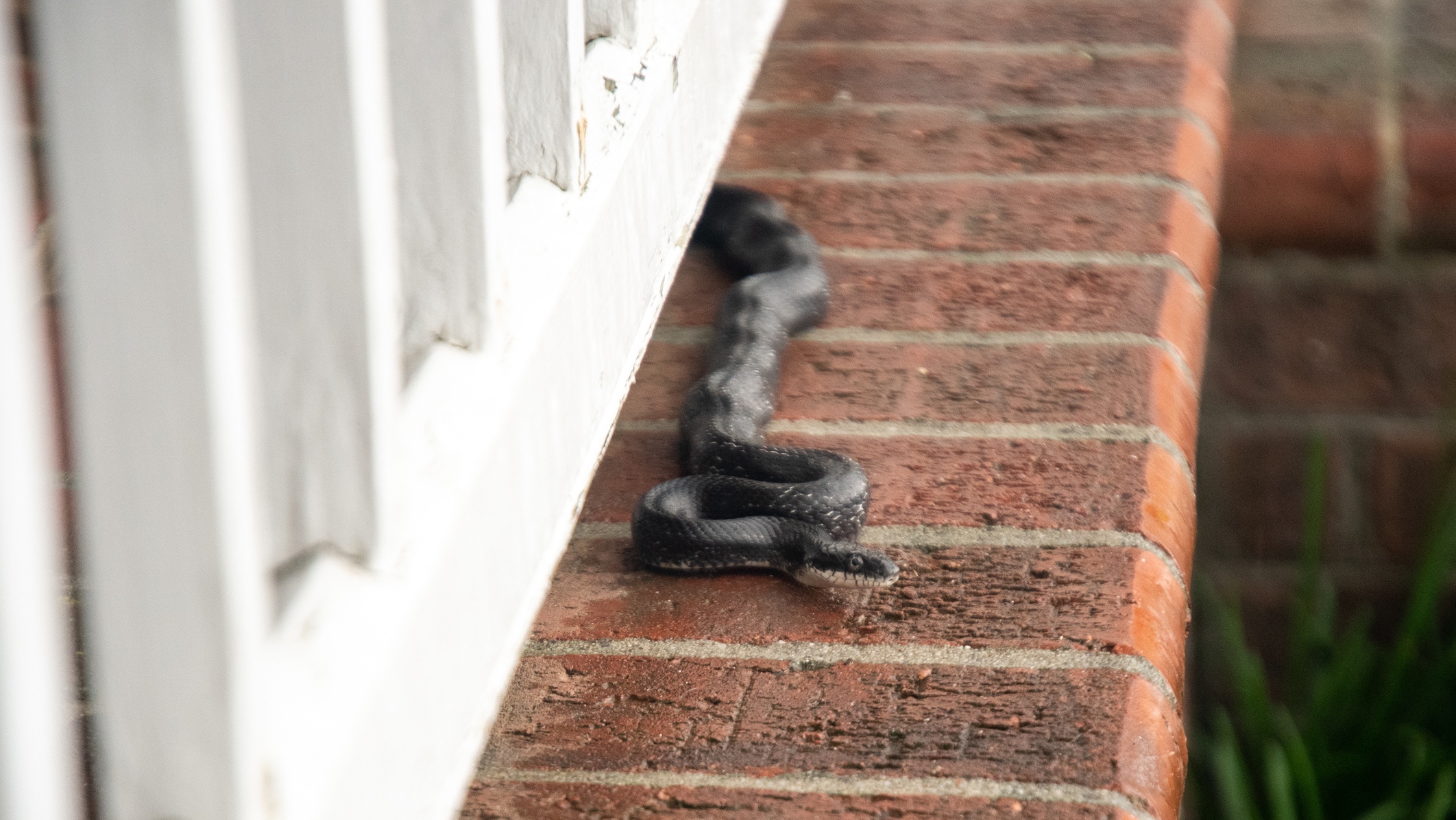 CO Homebuyer Discovers House's Walls Were Full Of Snakes