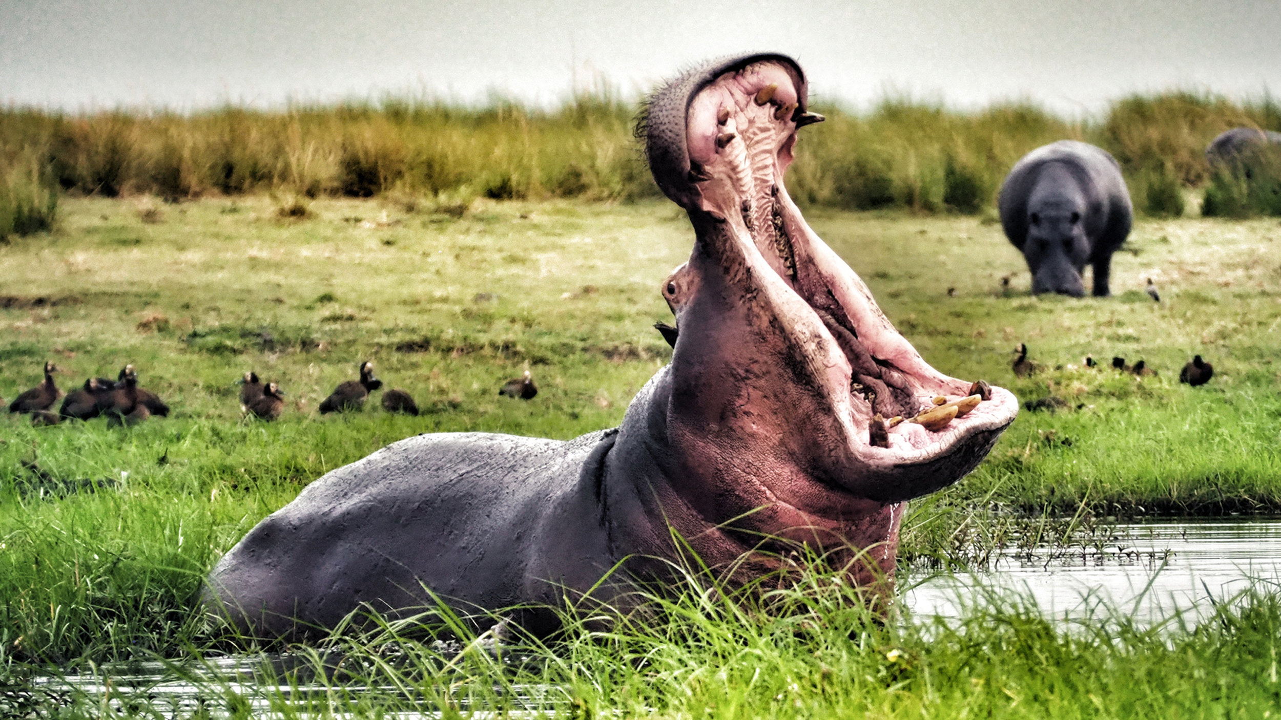 Colombia Is Airlifting Pablo Escobar's Cocaine Hippos To Mexico