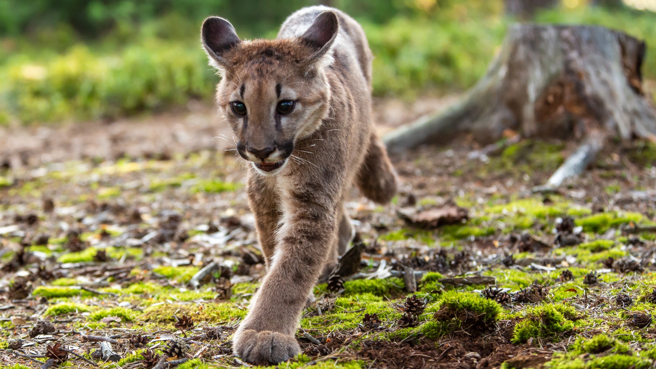 5 Mountain Bikers Survive Mountain Lion Attack In Washington