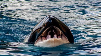 Killer Whales Attack And Severely Damage Another Sailboat Off Spain After Spree Of High-Profile Orca Assaults