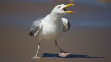 Drug-Fueled Seagulls Are Terrorizing Beachgoers In The United Kingdom