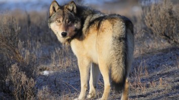 Wolf Bounces Around Like A Puppy Dog Trying To Get A Grizzly Bear To Play With It In Yellowstone