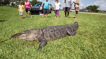 MMA Fighter Wrassles Large Alligator At Florida Elementary School While Crowd Screams