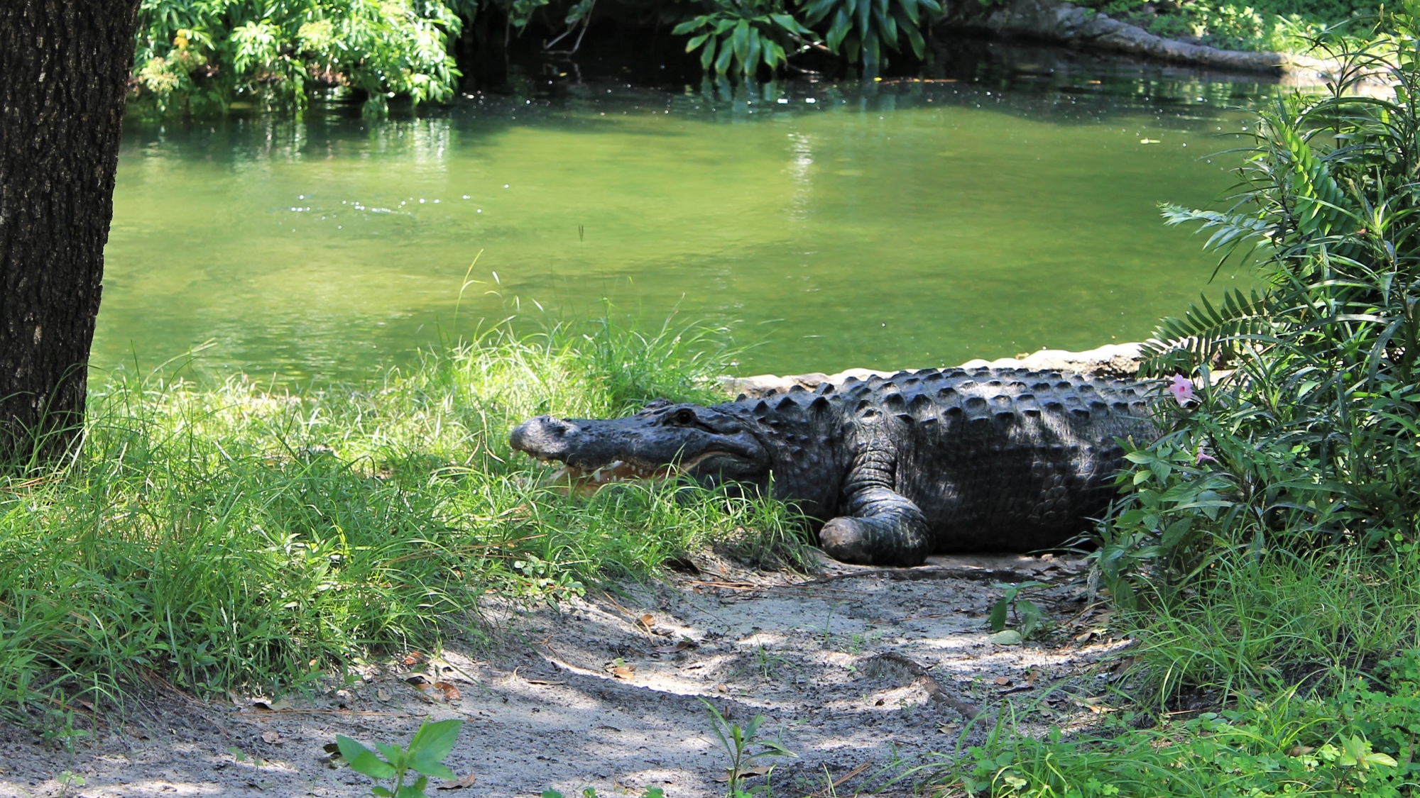 alligator exhibit at Busch Gardens