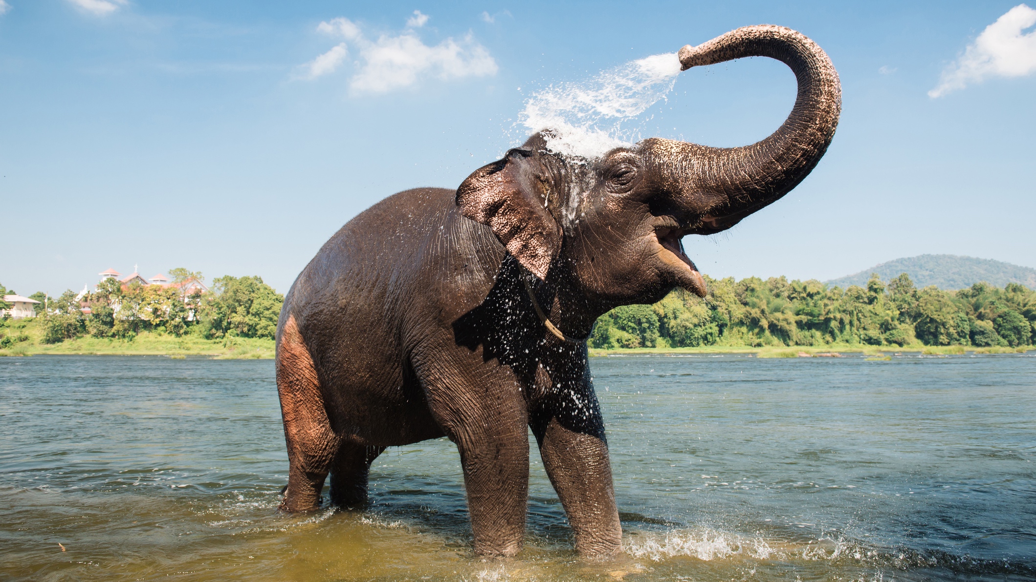 Asian elephant at a watering hole