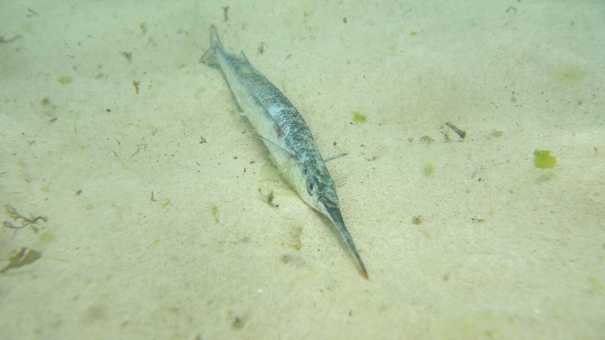 Australian garfish with spiked 